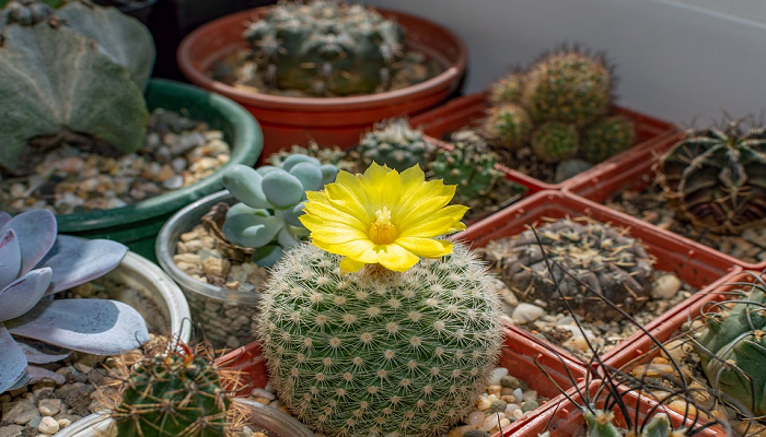 Conozca los 10 hermosos cactus del interior