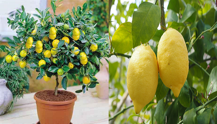 Aprende a cultivar un limonero en maceta paso a paso.