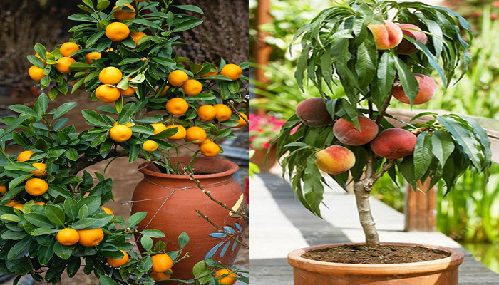 10 árboles frutales que puedes plantar en macetas.