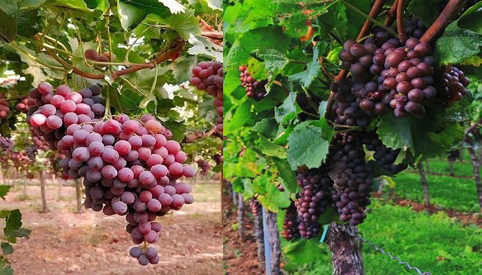 Aprende a sembrar uvas en tu casa paso a paso