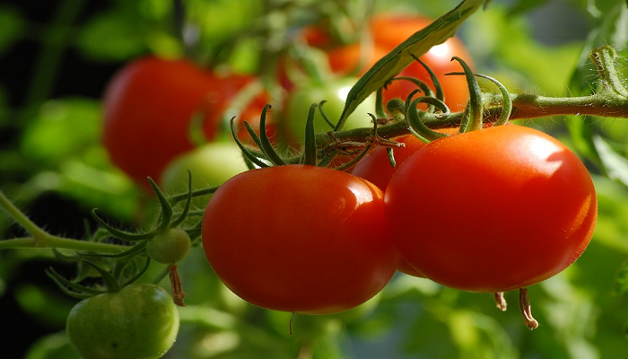 10 consejos para cultivar vegetales y frutas en macetas.