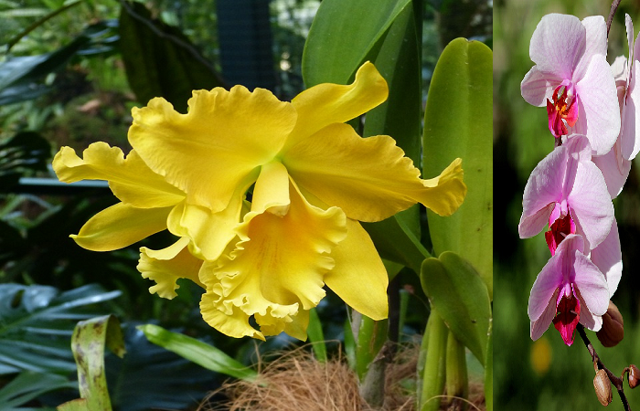 Conoce los 5 tipos de orquídeas mas populares del mundo.