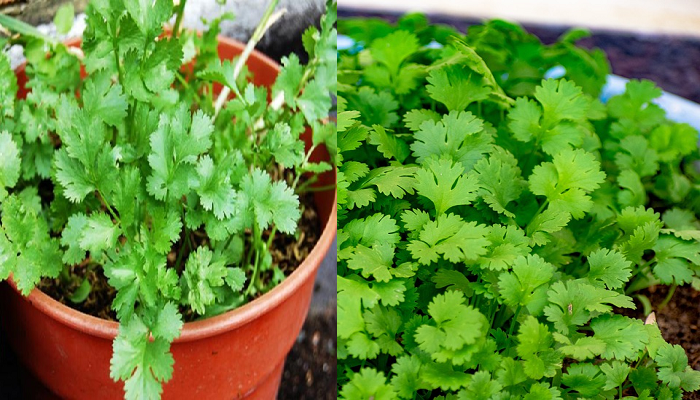 Cómo cultivar cilantro en maceta para que no te falte en tu cocina
