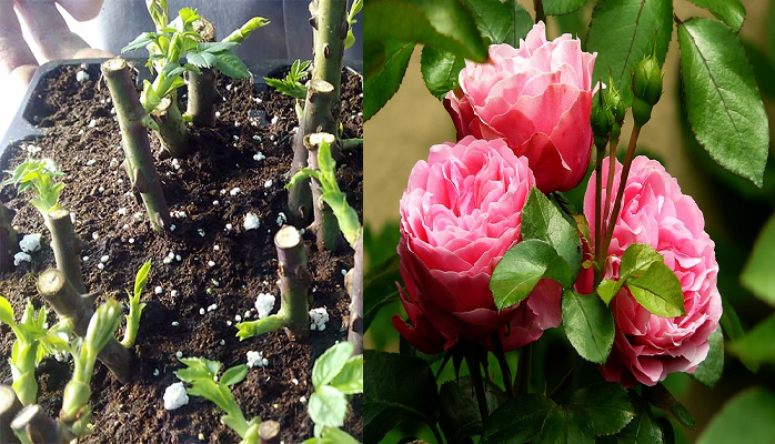 Aprende plantar una rosa a partir de un tallo paso a paso