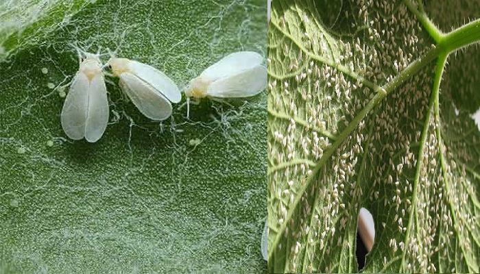 Cómo eliminar la mosca blanca de tu plantas.