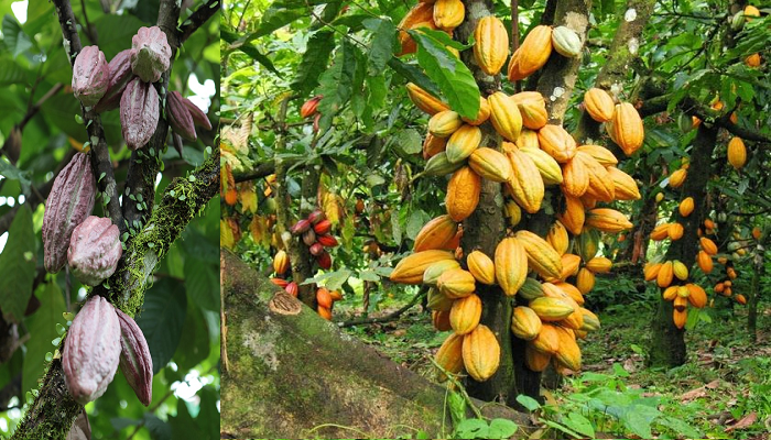 Como cultivar y cuidar cacao en tu huerto.