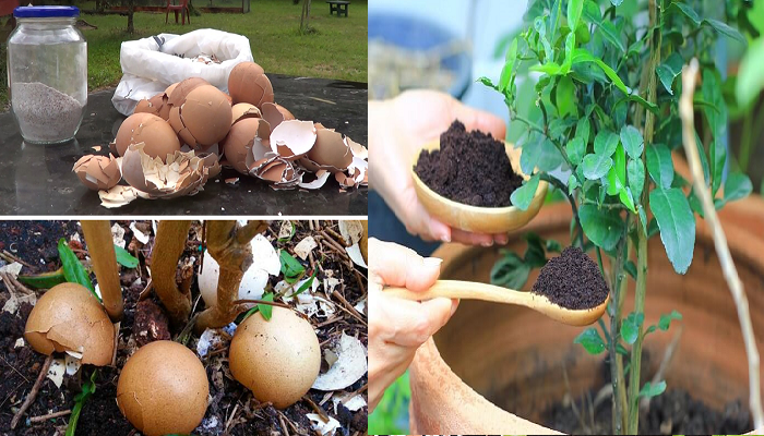 Como hacer potente fertilizante de té de cascara de huevo y su beneficio.