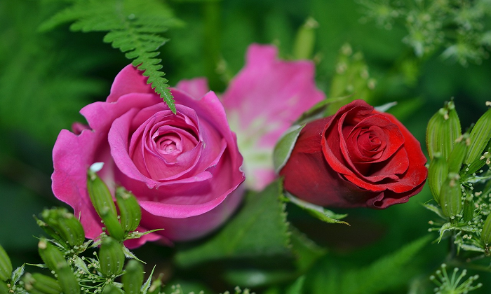El método de cultivo de rosas a partir de capullos – trucos y consejos